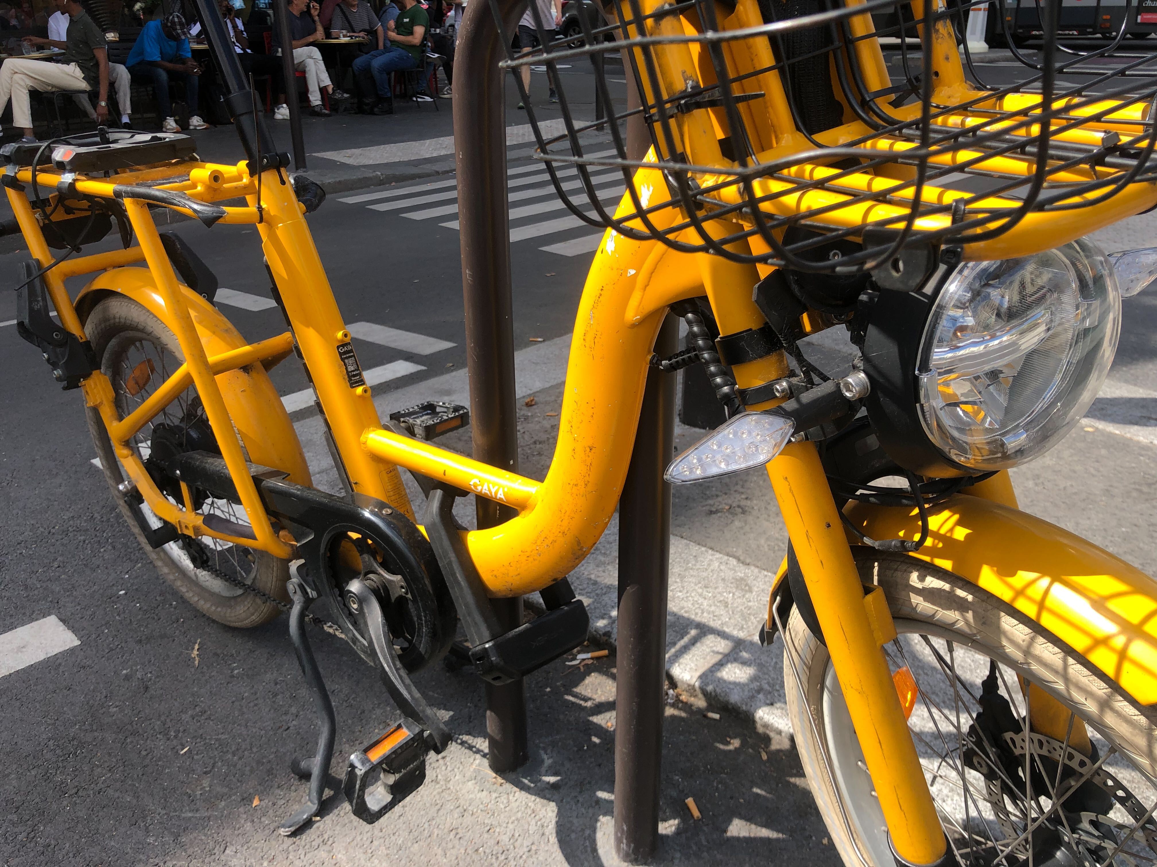 Gaya jaune 6